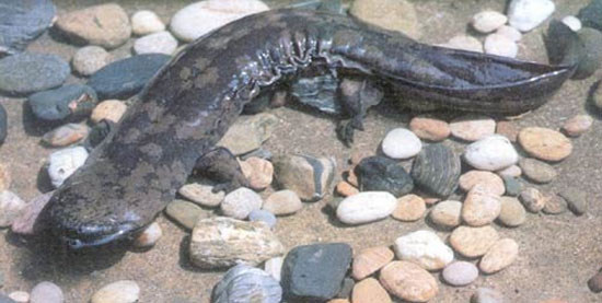 15391545726856.png 二v.png